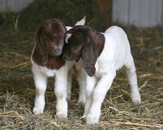 two baby goats standing next to each other