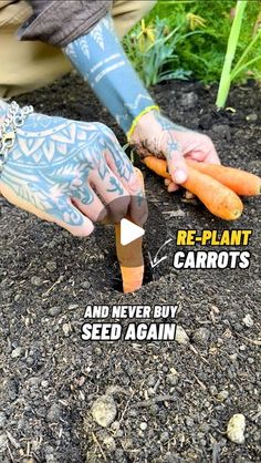 a person holding carrots in their hands with the words re - plant carrots and never buy seed again