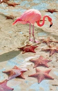 a pink flamingo standing on top of a sandy beach next to starfishs