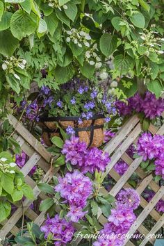 Best Blue Annuals For Shade (Flowers For Pots) Shade Garden Plants, Climbing Hydrangea, Creeping Jenny