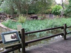 an elephant is standing in the water near a fence and some grass with pictures on it