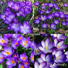 purple flowers with orange centers in the grass and on the ground, surrounded by leaves