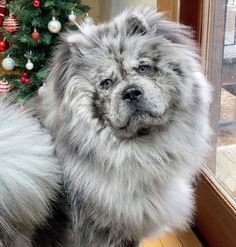 a fluffy gray dog standing next to a christmas tree in front of a glass door