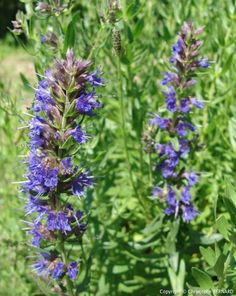 some purple flowers are growing in the grass