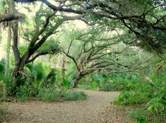 a dirt road surrounded by trees and plants