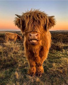 an animal with very long hair standing in the middle of a grassy field at sunset