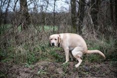 a dog is sitting in the grass near some bushes and trees with no leaves on it