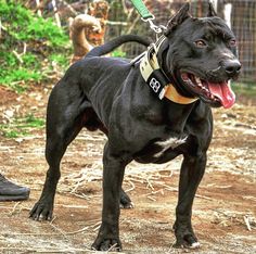 a large black dog standing on top of a dirt field