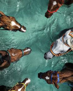 several horses are standing in the water together