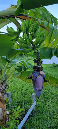 a bunch of bananas hanging from a tree in the grass with other trees and bushes behind it