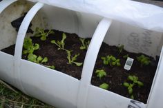 some plants are growing in a white plastic container on the ground with grass and dirt