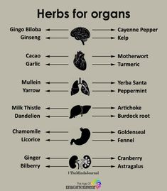 Dandelion And Burdock, Motivasi Diet, Natural Healing Remedies, Herbs For Health, Healing Herbs, Natural Health Remedies, Food Healthy, Health Info