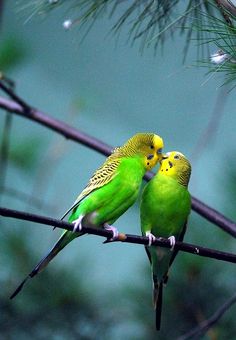 two green and yellow parakeets sitting on top of a tree branch next to each other