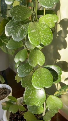 a potted plant with lots of green leaves