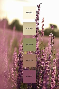 a field full of purple flowers with different shades in the same color scheme and text