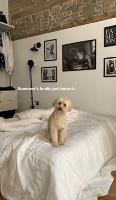 a small dog sitting on top of a bed in a room with pictures above it