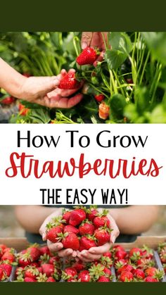 how to grow strawberries the easy way