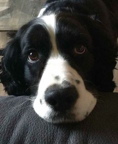 a black and white dog laying on top of a couch