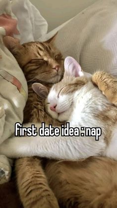 two cats sleeping next to each other on top of a white blanket with the caption first date idea nap