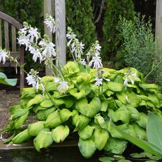 some white flowers and green leaves in a garden area by a wooden fence with a bench