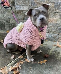 a dog wearing a pink sweater and leash