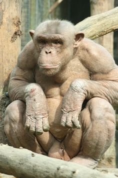 a monkey sitting on top of a wooden log