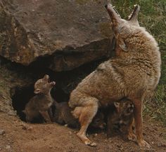 an adult wolf standing over two baby puppies in front of a large rock formation