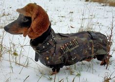 a dog wearing a jacket in the snow with words above it that read, i love dachshunds december 24 at 10 30am be very funny hunting wabbits