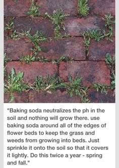 an image of a brick walkway with grass growing on it and the caption below