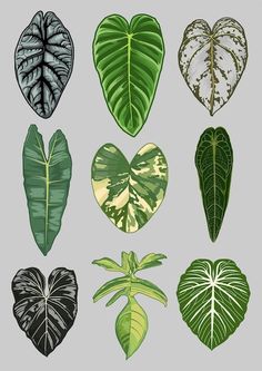 different types of leaves arranged in the shape of heart shaped shapes on a gray background