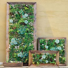 two wooden frames with succulents and plants in them