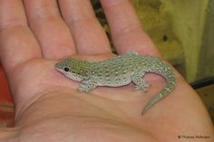 a small lizard sitting on the palm of someone's hand