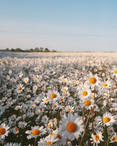 a field full of white and yellow flowers