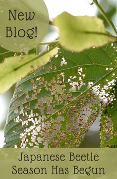 a close up of leaves on a tree with the words new blog japanese beetle season has begun