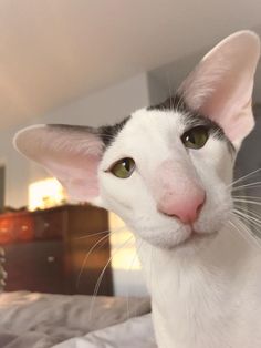 a black and white cat with green eyes looking at the camera while sitting on a bed