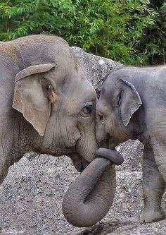 two elephants playing with each other in the dirt