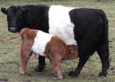 two cows standing next to each other in a field