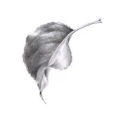 a black and white drawing of a leaf