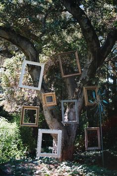 an old tree with many frames hanging from it