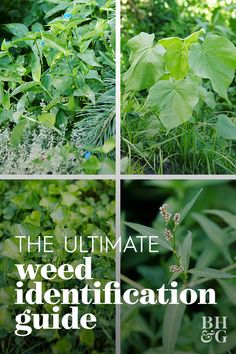 Lawn Weeds Identification, Creeping Weeds, Pruning Herbs, Identifying Weeds, Gardening Notes, Common Garden Weeds, Garden Border Ideas, Common Lawn Weeds, Library Garden