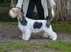 a small black and white dog standing next to a person