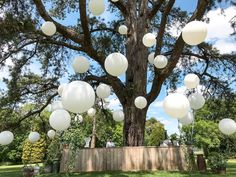 white balloons are floating in the air next to a large tree