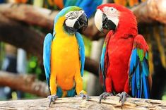 two colorful parrots sitting on top of a tree branch