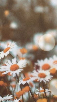 some daisies are in the grass with blurry lights behind them on a sunny day