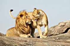 two lions are playing on the rocks together