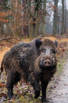 a wild boar standing on a dirt road in the middle of an autumny forest