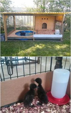 two small black ducks in front of a dog house and another photo of the same one