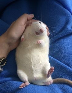 a white rat sitting on top of a person's hand next to a blue blanket