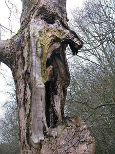 an old tree that has been cut down