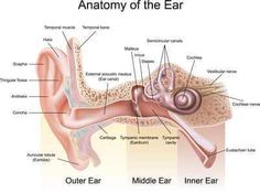 Human Ear Anatomy, Ear Diagram, Earache Remedies, Middle Ear, Ear Health, Chest Congestion